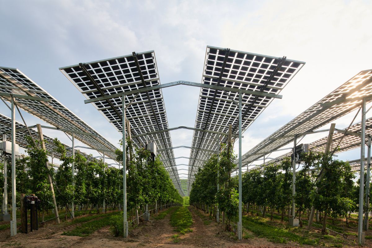 Agri-PV-Kressbronn-Fraunhofer-ISE-Solar-auf-dem-Feld